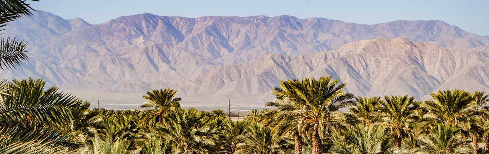 palm trees of woodspur farms